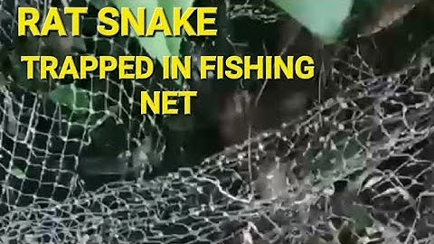 RAT SNAKE RESCUE IN THE FISHING NET AN RELEASED BACK INTO THE WILD