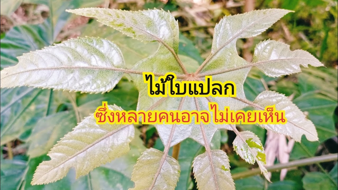 ต้นต้างหลวงไม้ใบแปลกไม้ประดับ