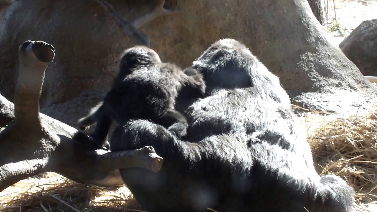 kawaii emoticons #15 Cute Baby Gorilla(8 months old) and mom.かわいいゴリラの赤ちゃん（生後八ヶ月）と母ゴリラ。