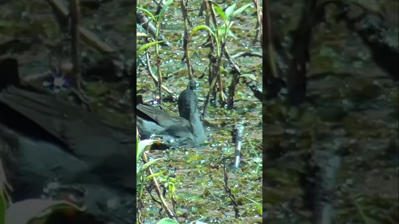 Dusky Moorhen foraging on a windy day 
