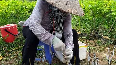 kỹ thuật ghép cây lê 🍐