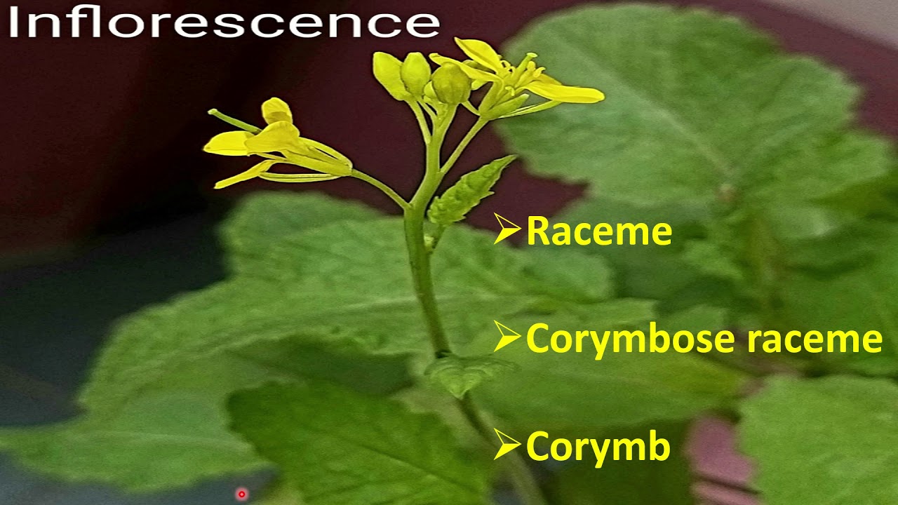 Taxonomy of Angiosperm, Brassicaceae