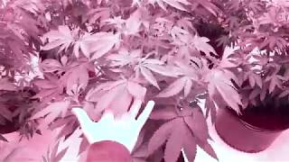 Cannabis Love Weekly Update #2 HPS Bloom Room A&B - LEC - LED