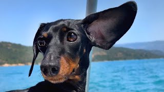 Holiday DiaryOn a boat with Loulou & Coco.