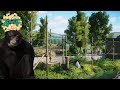 Siamang Habitat | Planet Zoo Speed Build | Eastwood Zoo EP4