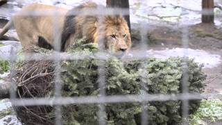 Lions get leftover Christmas trees