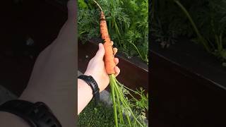 Growing carrots in Slovakia 🥕#vegan #gardening