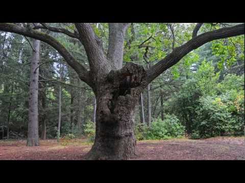 მუხა --  Kote Mikadze, Galaktion Tabidze