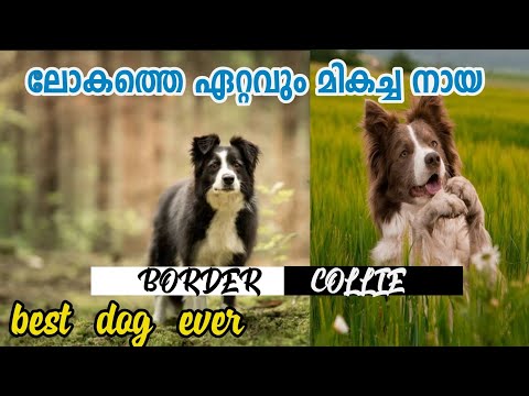 Video: Collie Dog Hipoallergenik, Sog'liq Va Umr Ko'rish Muddati