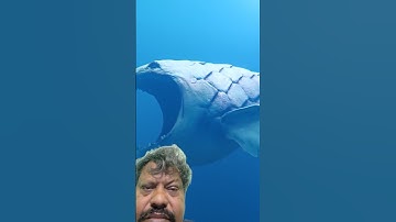 The Bloop is Back# whale shark short