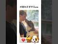 飼い主に惚れる犬