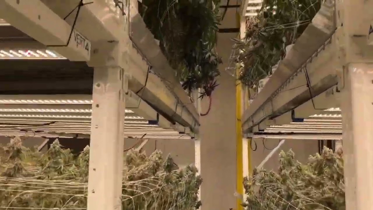 2 Tier Craft Cannabis Cultivation flower rooms. Plant Health: B-