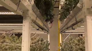 2 Tier Craft Cannabis Cultivation flower rooms. Plant Health: B-