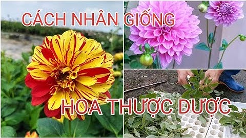 Nhân giống Hoa thược dược đơn giản, dễ làm | Kỹ sư Hảo Hảo