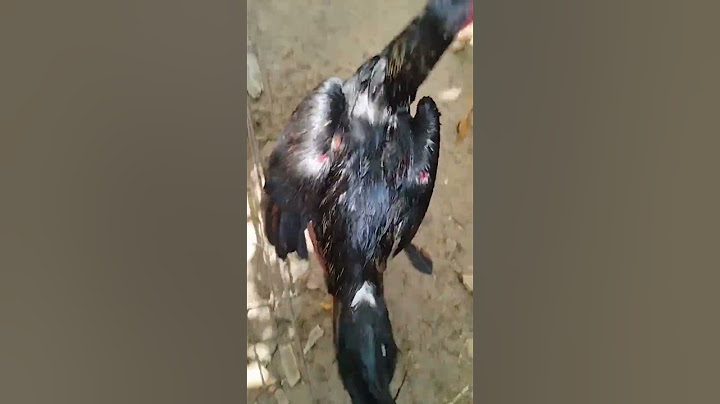 hora de começa os trato #animais #galo #dicas