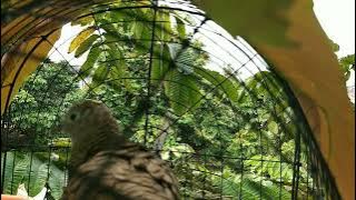 Langsung EMOSI Dia, Perkutut Riau