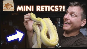 5 Reasons Super Dwarf Retics are the BEST PET SNAKE