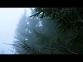 Sounds for deep sleep relaxation 10 hours  rain in spruce forest fog swaying branches in wind