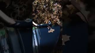 Fall season cleaning