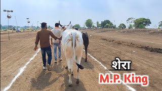 🔥काव्यांश पटेल मगरिया।किंग शेरा हिंद केसरी तालाब मैदान सतवास स्टार्टिग पांइट की ओर जाते हुए।#satwas 
