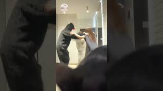 Cat Prevents Friends From Making Video