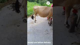 7 month pregnant jersey cow 7 month pregnant jersey cow