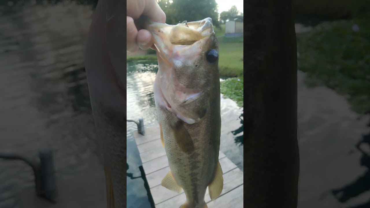 BIG BASS on a Little Crankbait! #shorts #fishing #bassfishing #largemouth #fish #bass #pondfishing