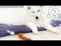 巨大ムカデを見つけた時の犬と猫の反応【サモエドさくら】