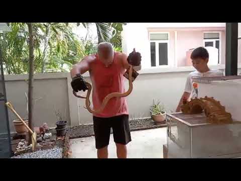 releasing a wild reticulated python back into the wild