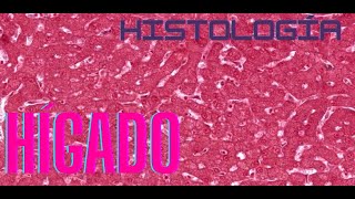 Liver Histology Liver Histology