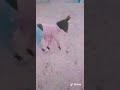 قصر الشلالة 9