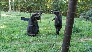 Spectacled Bear Feeding And Fighting Cerza Parc Des Safaris