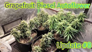 The Friendly Grower - Grapefruit Diesel Autoflower update #8