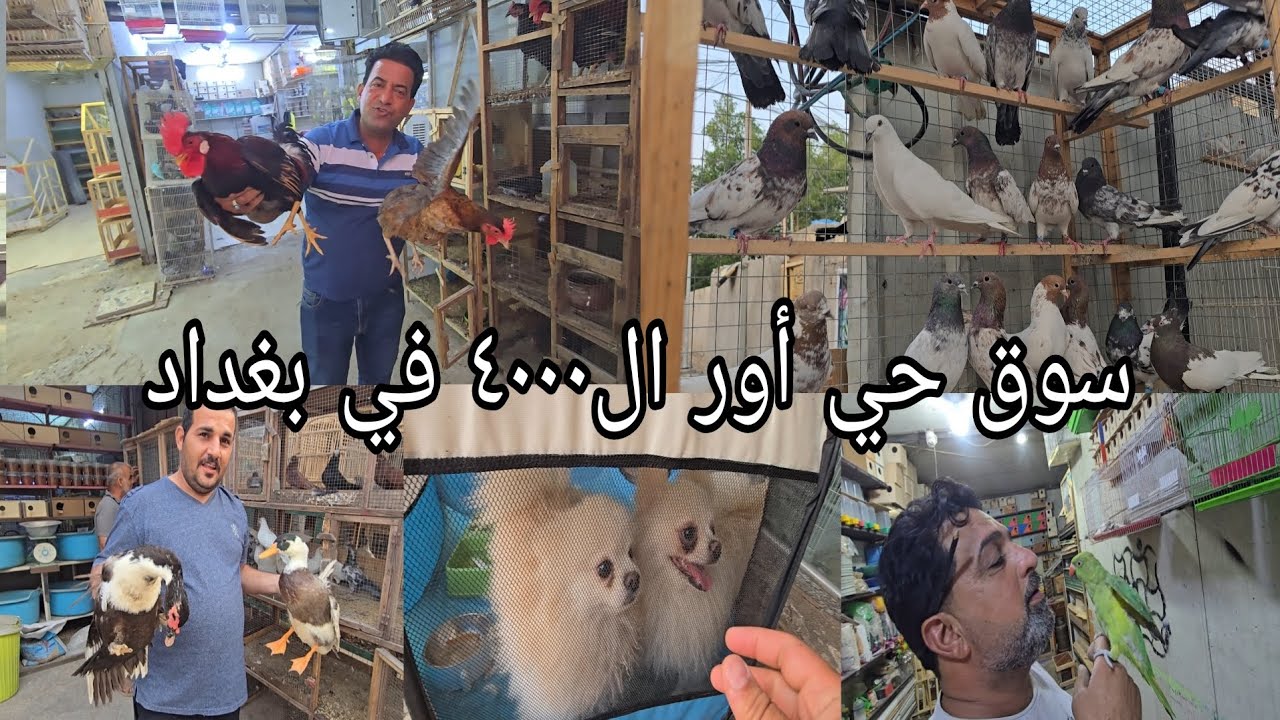 سوق حي أور ال٤٠٠٠/الساحه في بغداد اليوم الثلاثاء 2025/4/29