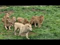 Дружный прайд расширяется. Тайган Lions in Crimea