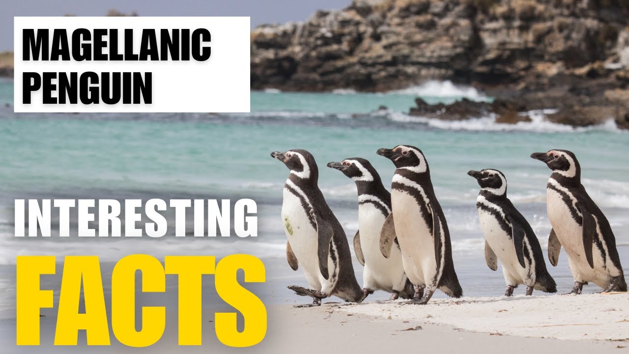 Exploring the Fascinating World of  Magellanic Penguin | Interesting Facts | The Beast World