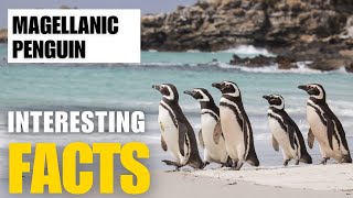 Exploring The Fascinating World Of Magellanic Penguin Interesting Facts The Beast World