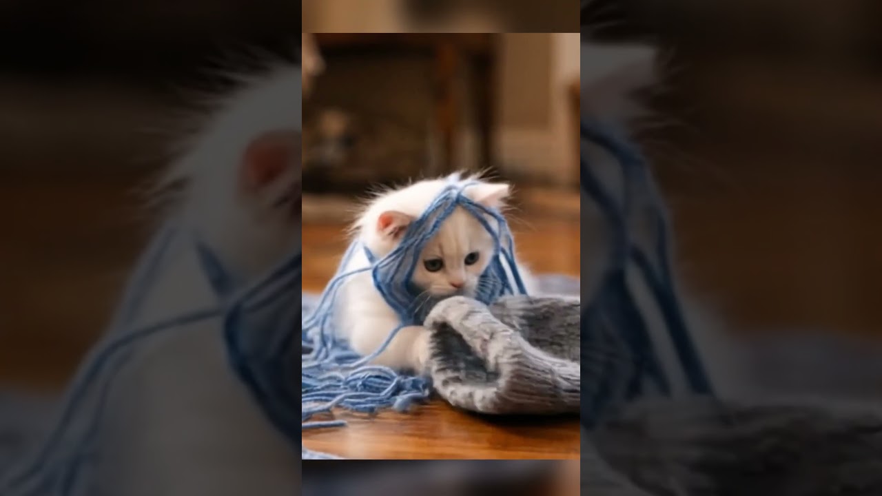 THE KITTENS UNRAVELED THE HAT — And Blamed Abby