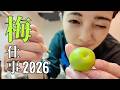 【梅仕事】毎年恒例！5kgの青梅で今年もせっせと仕込みました！完成が待ち遠しい！