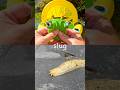 Bug Insect Names for Kids | Toy Learning Fun: Butterfly Stink Bug Slug Praying Mantis Earthworm