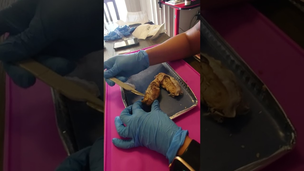 Sheep Brain Dissection - Elizabeth Burke