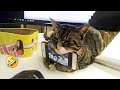 😹 You Definitely Laugh, Trust me 😱 - Funniest Cats Expression Video 😇 - Funny Cats Life