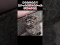 良い人に巡り会えて...260112 #感動する話 #猫
