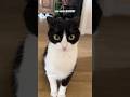 Paw Enforcement рџЋҐ Lilochipie Shorts Animalvoiceover Funny Funnydubsofficial рџ рџЏј Paw Enforcement рџЋҐ Lilochipie Shorts Animalvoiceover Funny Funnydubsofficial рџ рџЏј