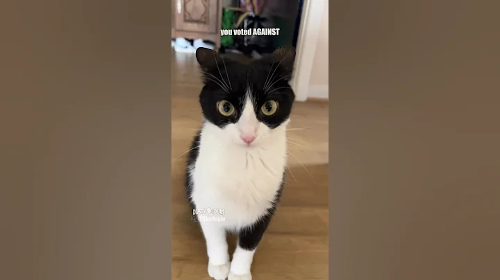 paw enforcement 🎥 @lilochipie #shorts #animalvoiceover #funny @funnydubsofficial 👈🏼