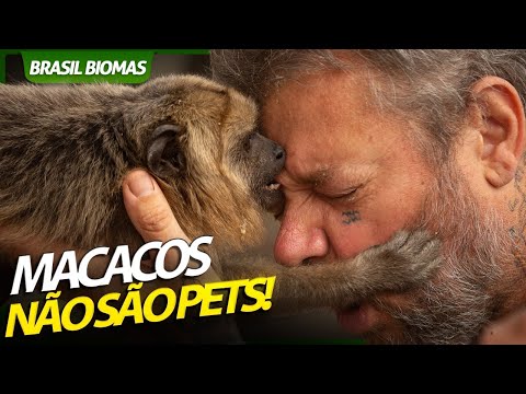 Vídeo: No que os macacos são bons?