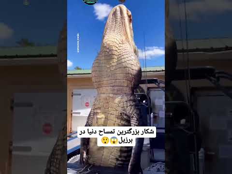 بزرگترین تمساح جهان در برزیل شکار شد تمساح