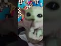 GOOOLLL