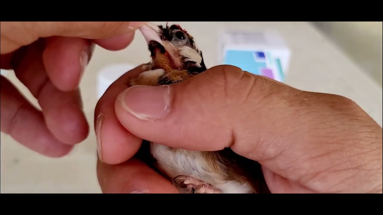 الميغابكتيريا علاجها بهذا الدواء للحسون وكل الطيور مجرب