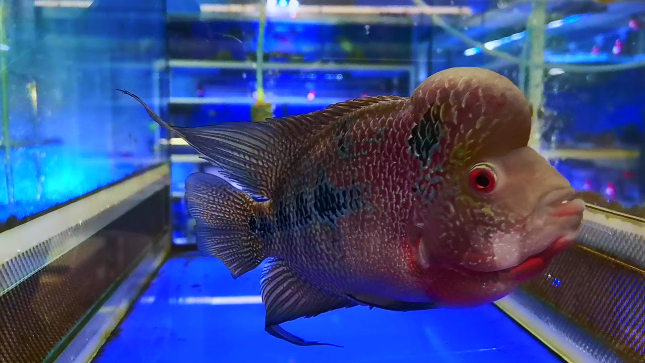 Фловер хорн "Красный дракон" (Flower Horn)